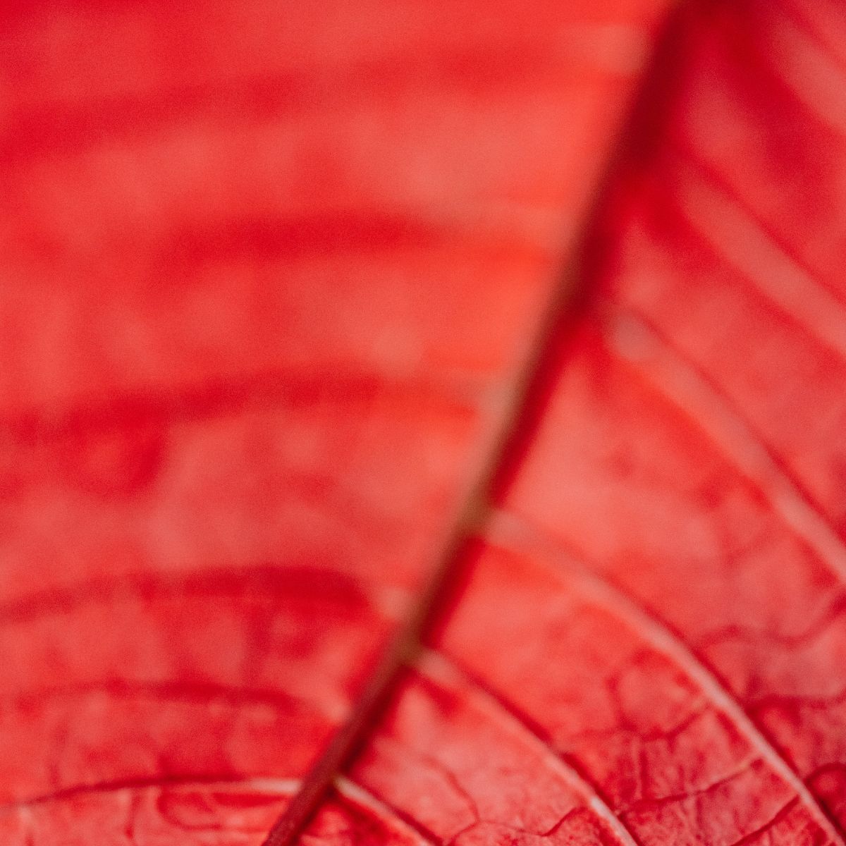 Skincare products for Rosacea Skin