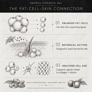 An informational infographic titled 'ADIPEAU STRENGTH GEL - THE FAT-CELL-SKIN CONNECTION' with three illustrated panels explaining how the gel works: enlarged fat cells, botanical actives reaching dermal fat cells, and healthier cell size. The bottom includes ingredient illustrations for black ginger rhizome and macadamia seed oil.