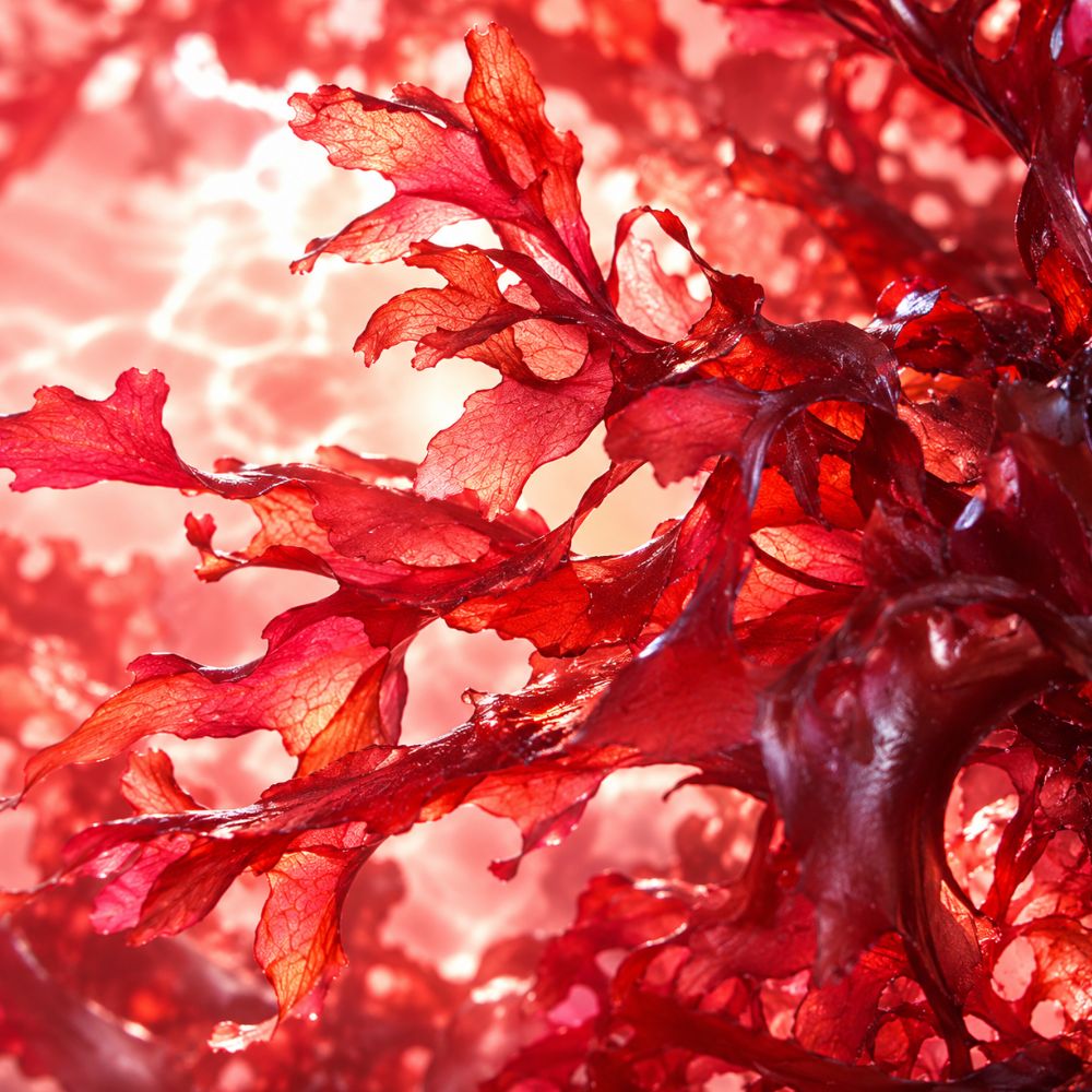 Astaxanthin for Skin & Ingenious Collagen |