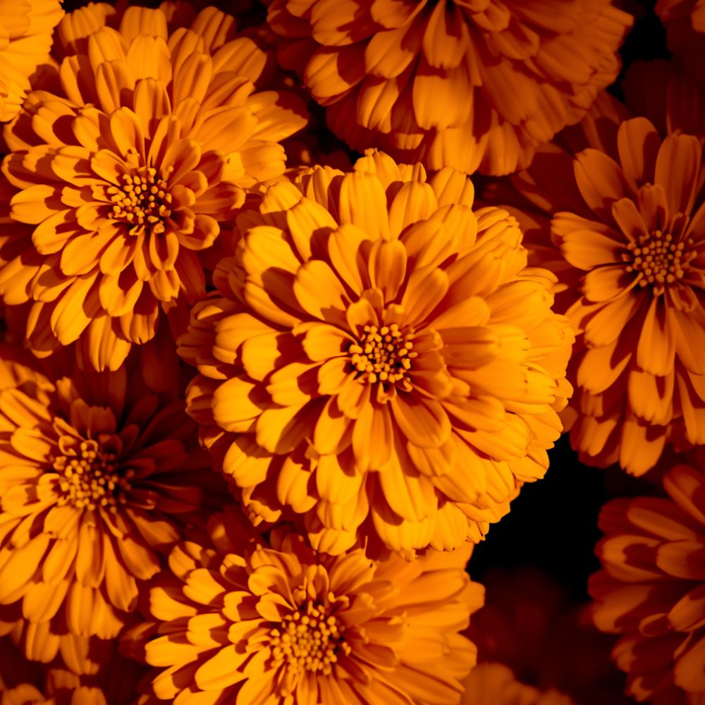 Marigolds and Lutein a powerful Orange Antioxidant
