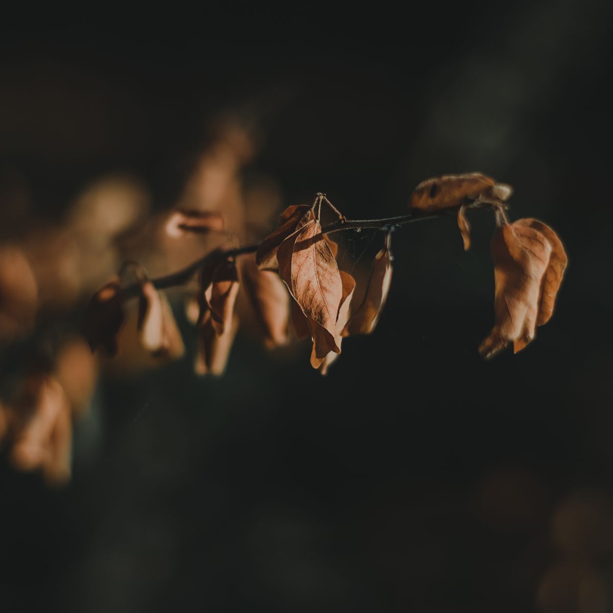 Dry Skin Skincare Products