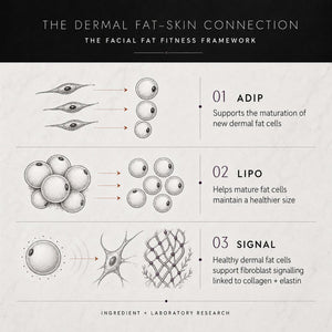 An  Adipeau Volume Cream infographic titled 'THE DERMAL FAT-SKIN CONNECTION' explains the facial fat fitness framework through three illustrated steps: adip cells supporting maturation, lipo cells helping maintain size, and signal cells supporting collagen and elastin production.