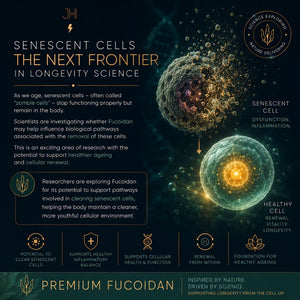 Premium Fucoidan Senescent Cells